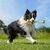INSTA360 GO 3 FETCH STICK