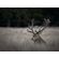 OLYMPUS 75-300MM 1:4.8-6.7 II BLACK M.ZUIKO DIGITAL (EZ-M7530-2) LENSE MICRO FT V315040BW000
